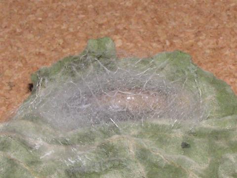 匂̐F���ς����