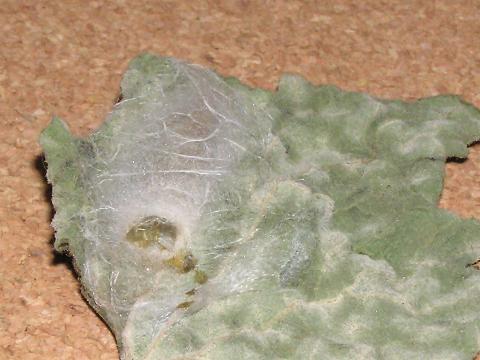 ���ʂ��̃J��