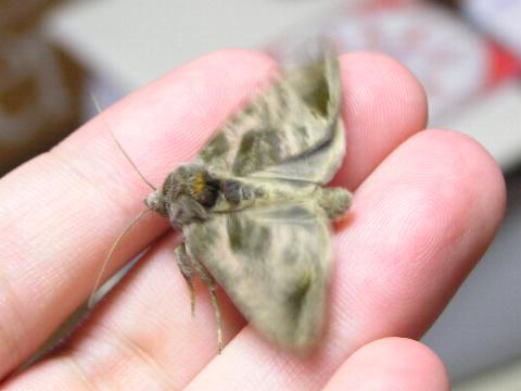 ���܂��Ă݂�