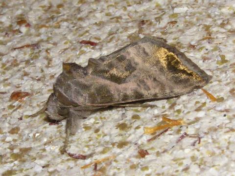 �ǂɂƂ܂����E���L���E���o