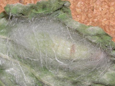 �e�����̒���匂ɂȂ��Ă���