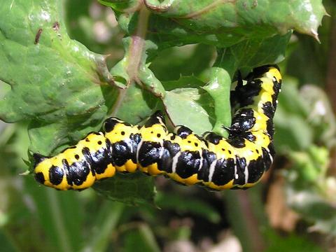 �z�\�o�Z�_�J���N���̗c��