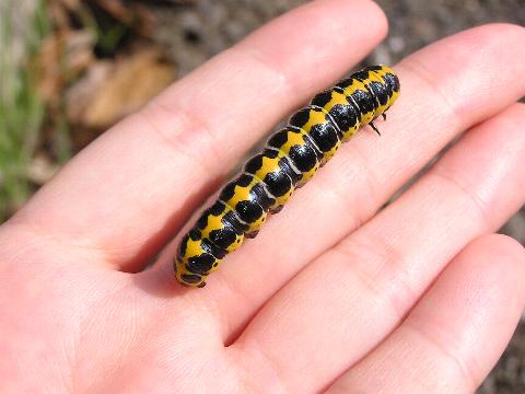 �z�\�o�Z�_�J���N���̗c��