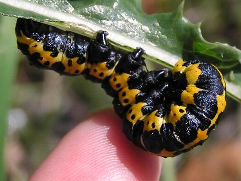 �z�\�o�Z�_�J���N���̗c��