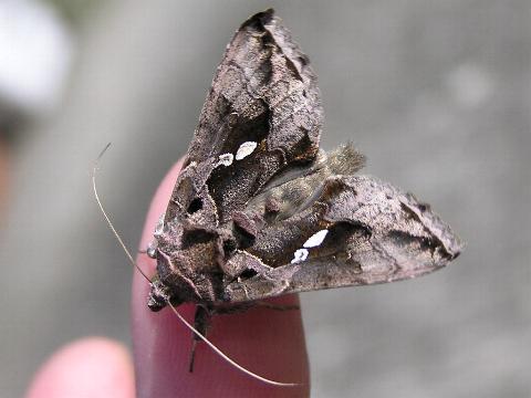 �~�c�����L���E���o