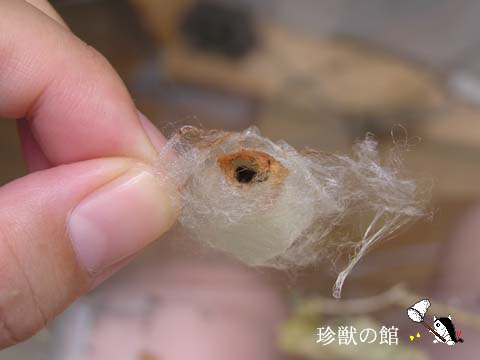 �N���S�̗c��