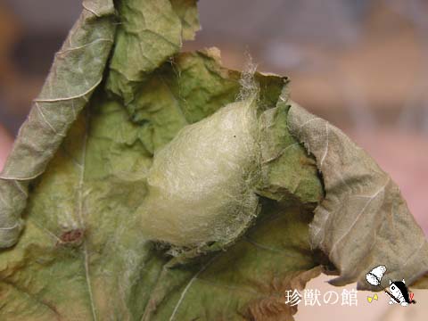 ��C�ڂ�����