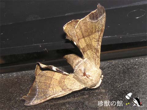 ��C�ڂ��I�g�i�ɂȂ�܂���