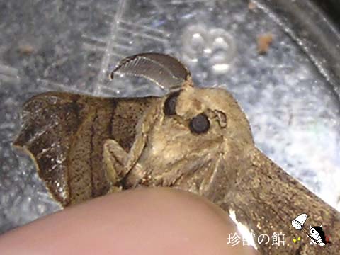 �G�o���Е��Ȃ���