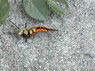 �q���V�������h�N�K