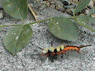 �q���V�������h�N�K