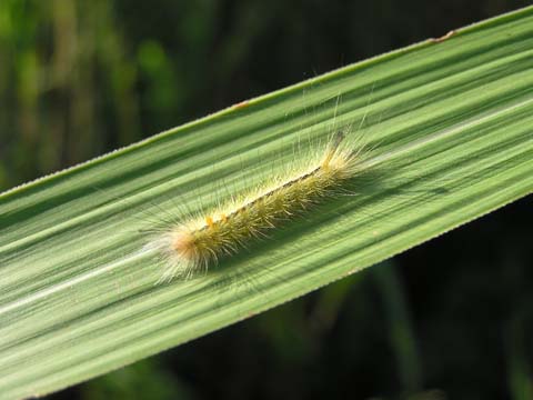 ���Ⴂ�c��