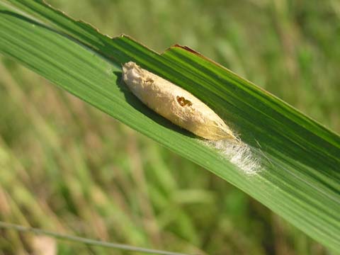 �񐶒��ɐH���j��ꂽ��