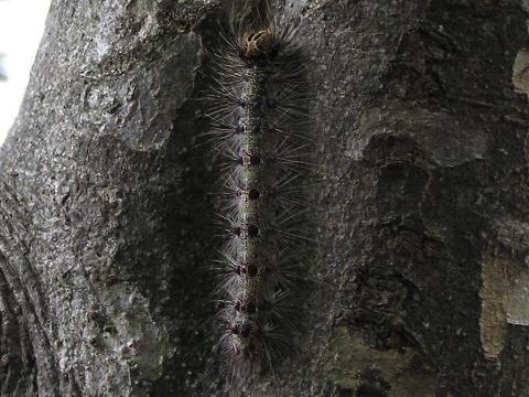 �Ђ�����ƁA�}�C�}�C�K