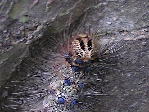 �n�̎��͗l�̊�