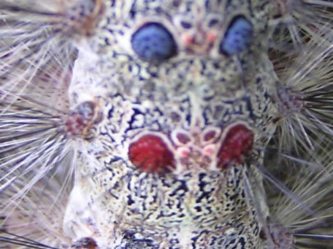 ���̏_���ɂ͉F��������