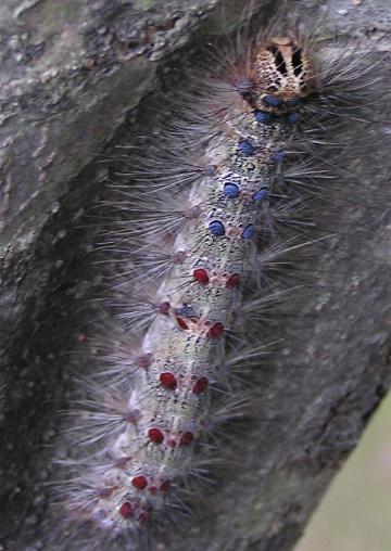 �}�C�}�C�K�̗c��