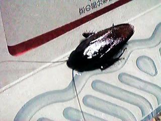 㩂ɂ͂܂����N���S�L�u��