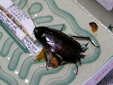 �N���S�L�u���H