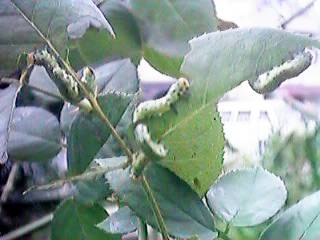 �`���E�����W�o�`�̂��q����