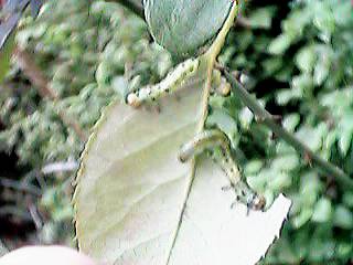 �r���̃|�[�Y