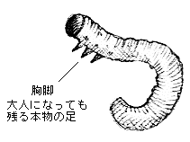 �}���@�n�o�`�̗c��