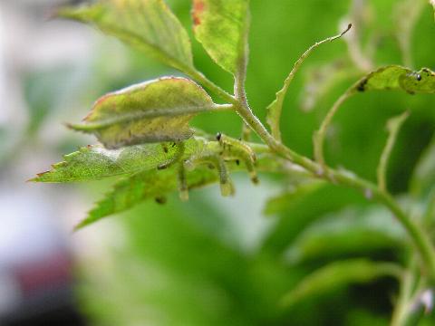 �����Ⴂ�c��