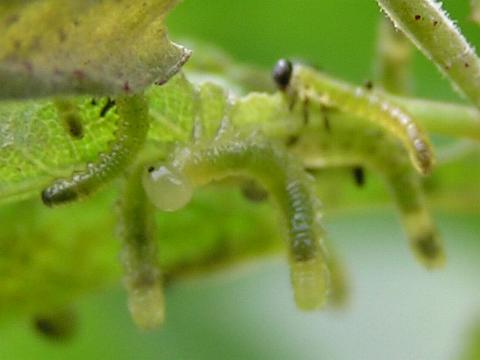 �����Ⴂ�c��