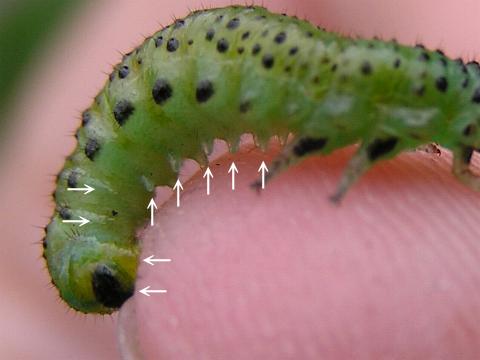 �c���̕��r