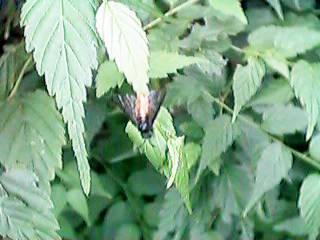 �`���E�����W�o�`�̐e�䂳��