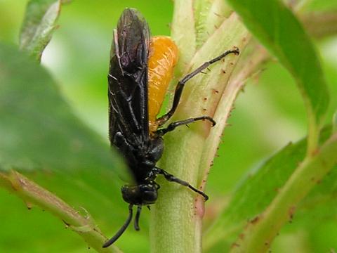 �`���E�����W�o�`�̐e�䂳��