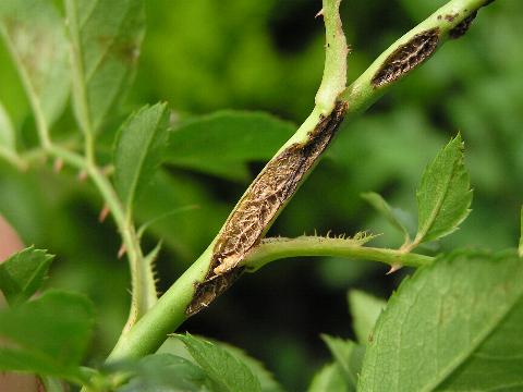 �o���̌s�ɗ􂯖ڂ��c�H