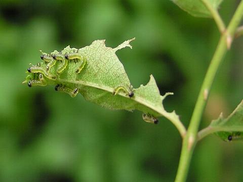 ���܂ꂽ�΂���̂��q���܂���