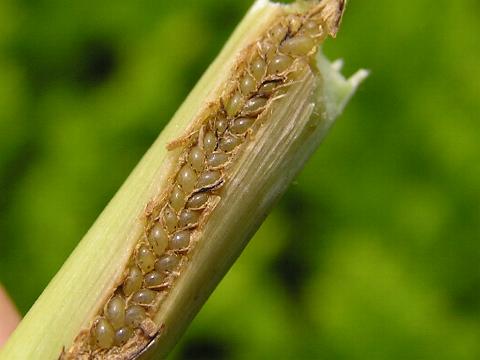 �т�����ƁA���c���̃A��