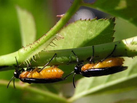 ����ŎY����