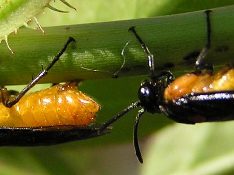 �Y���ǂ͂������荷�����݂܂��傤