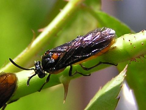 �`���E�����W�o�`�̐e�䂳��