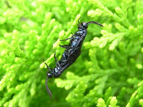 �����`���E�����W�̌��