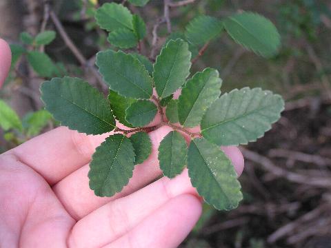 ���ꂪ����ȃj���P���L�̗t