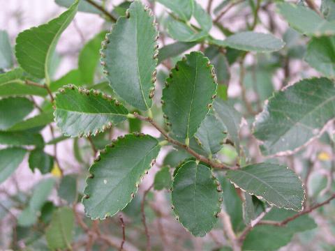 ���̗t���ρA�Ȃ񂩕�