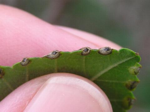 ���̗t���ρA�Ȃ񂩕�