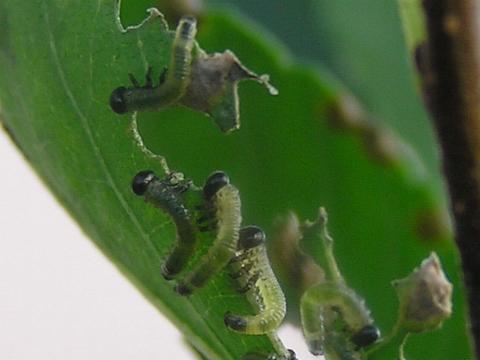 �����A�𒎂��I