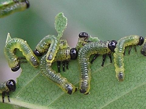 �̂ɍ����_���o�Ă���