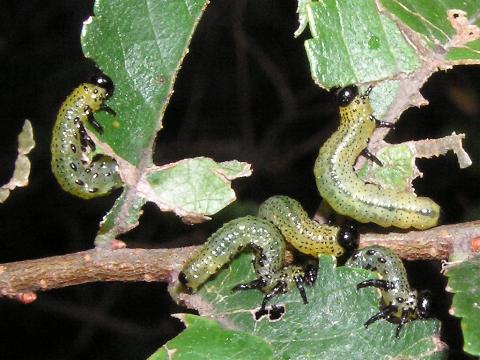 ���񂾂񉩐F���Ȃ��Ă���