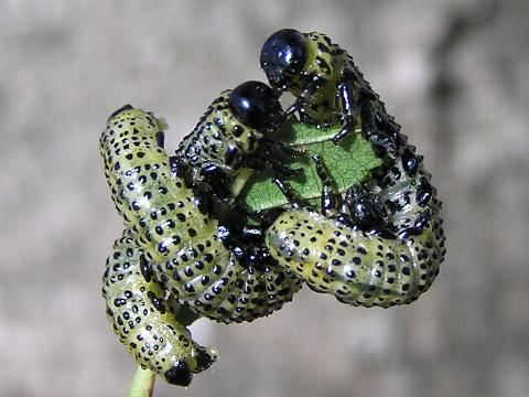 ���c�q���