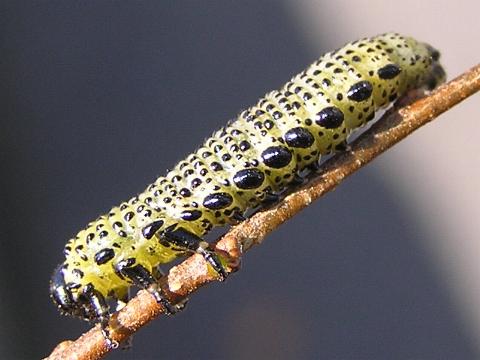 �j���`���E�����W�̗c��