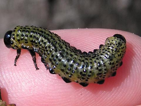 �j���`���E�����W�̗c��