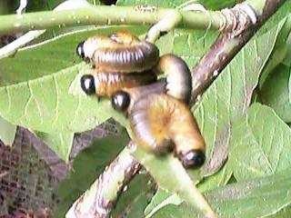 �`���E�����W�o�`�̂��q����