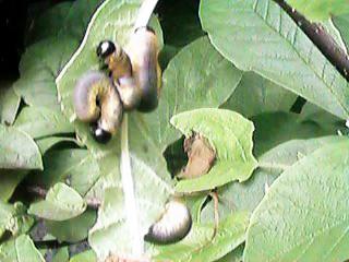 �r���̃|�[�Y