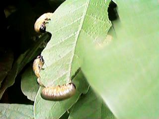 �r���̃|�[�Y